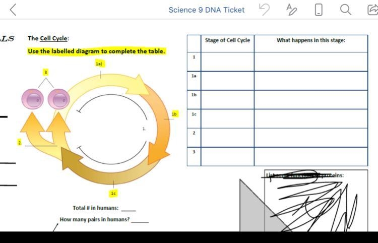 I need help with the cell cycle!-example-1