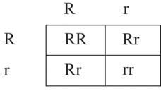 A cross between the two parents results in 50 offspring. How many of the offspring-example-1