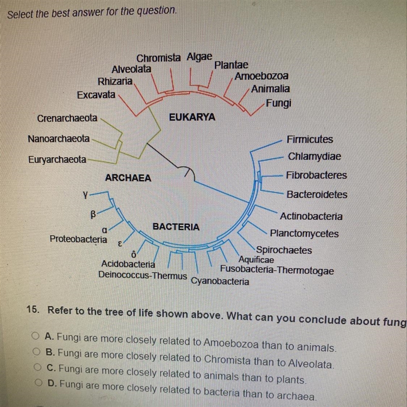 Refer to the tree of life shown above. What can you conclude about fungus?-example-1