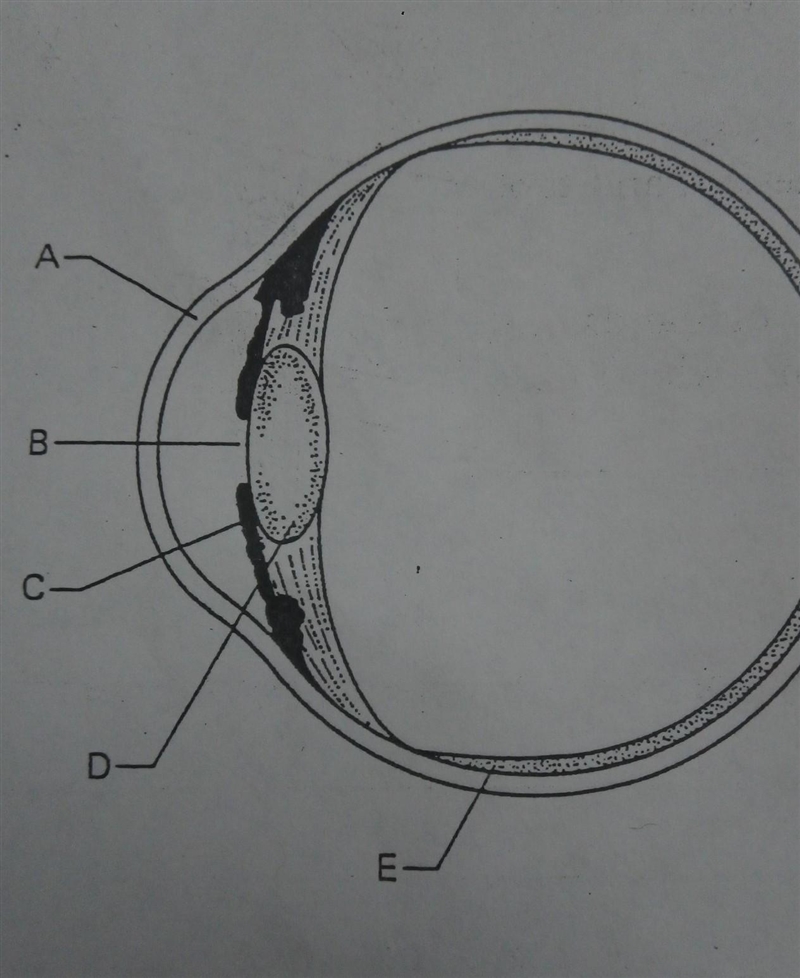 The Human Eye Name the lettered parts and describe the function of each.​-example-1