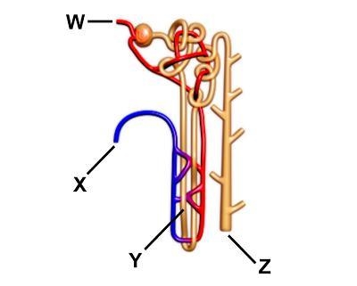 Where is the blood first filtered? W X Y Z-example-1