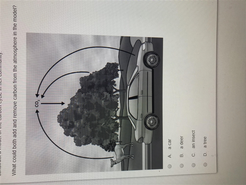 Ally is a junior high student who has just learned about the carbon cycle in school-example-1