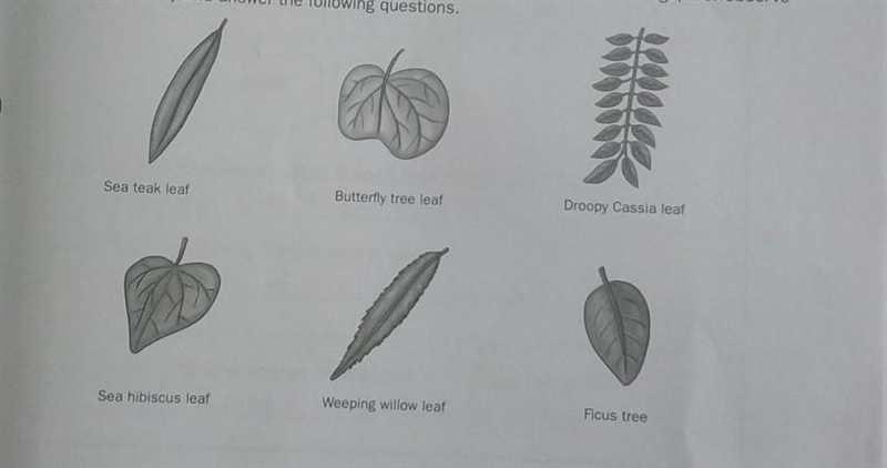 (a) (1) State similar characteristics between the sea teak leaf and the weeping willow-example-1