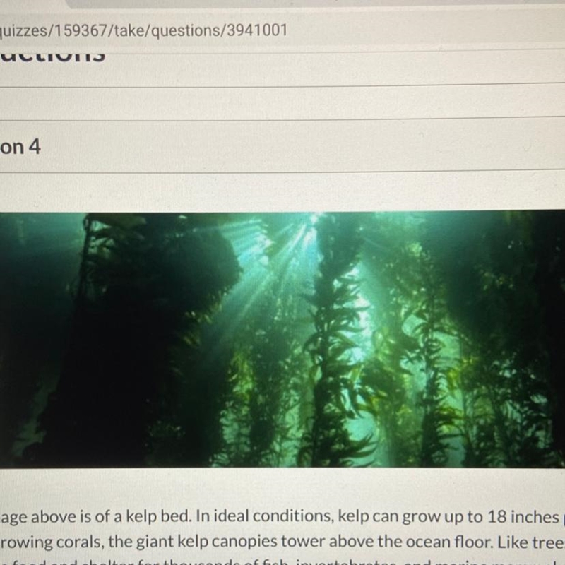 The image above is of a kelp bed. In ideal conditions, kelp can grow up to 18 inches-example-1