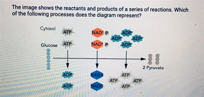 HELP! QUICK! A. Electron transport chain B. Fermentation C. Glycolysis D. Krebs cycle-example-1