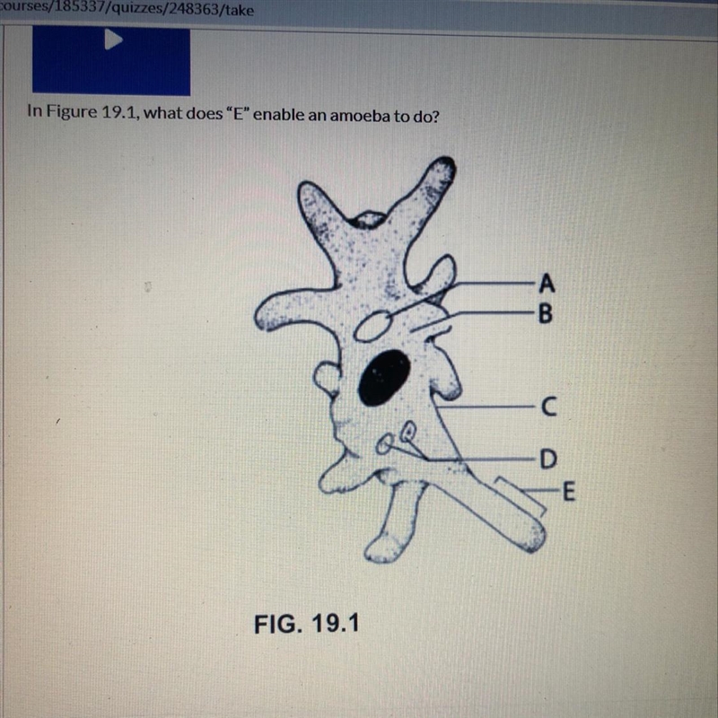 Can someone please help me this question? The choices are: A) move and capture food-example-1