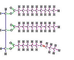 The picture represents a lipid before it undergoes the process of digestion. The chains-example-1