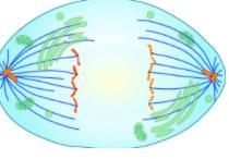 What step of mitosis does this image show? Describe what is happening. (look at the-example-1