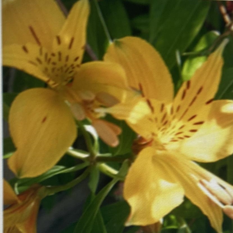 What grows inside the structure pictured below? (3 points) Public Domain Gametophytes-example-1