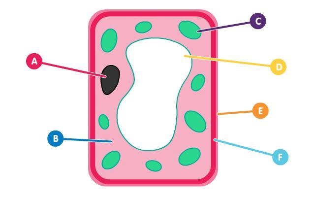 In the diagram, the feature labelled C is only found in plant cells. What is it called-example-1