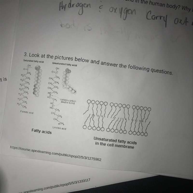 A) How is the shape of saturated fatty acids different from the shape of unsaturated-example-1