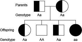 Cystic fibrosis is a recessive gene disorder. The pedigree chart for a family known-example-1