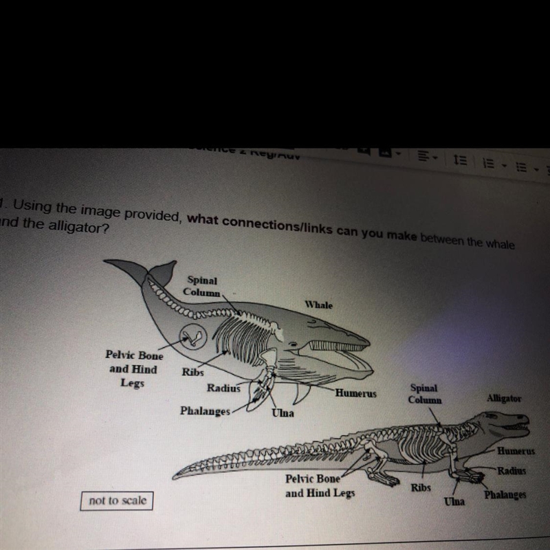 1. Using the image provided, what connections/links can you make between the whale-example-1