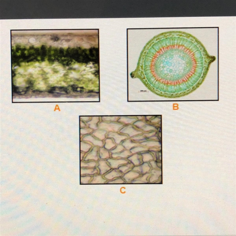 Identify the plant tissues in the three images. DONE-example-1