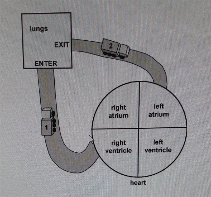 Help me please!! A student builds a model of the heart and brain, shown in the diagram-example-1