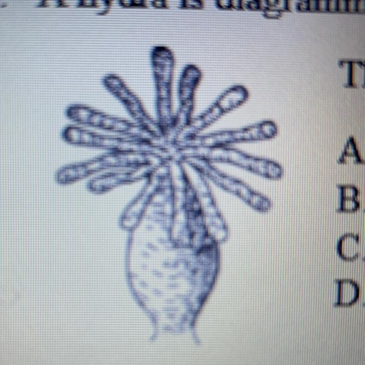 1. a hydra is diagrammed below.(picture) this organ is what type of symmetry? a. radial-example-1