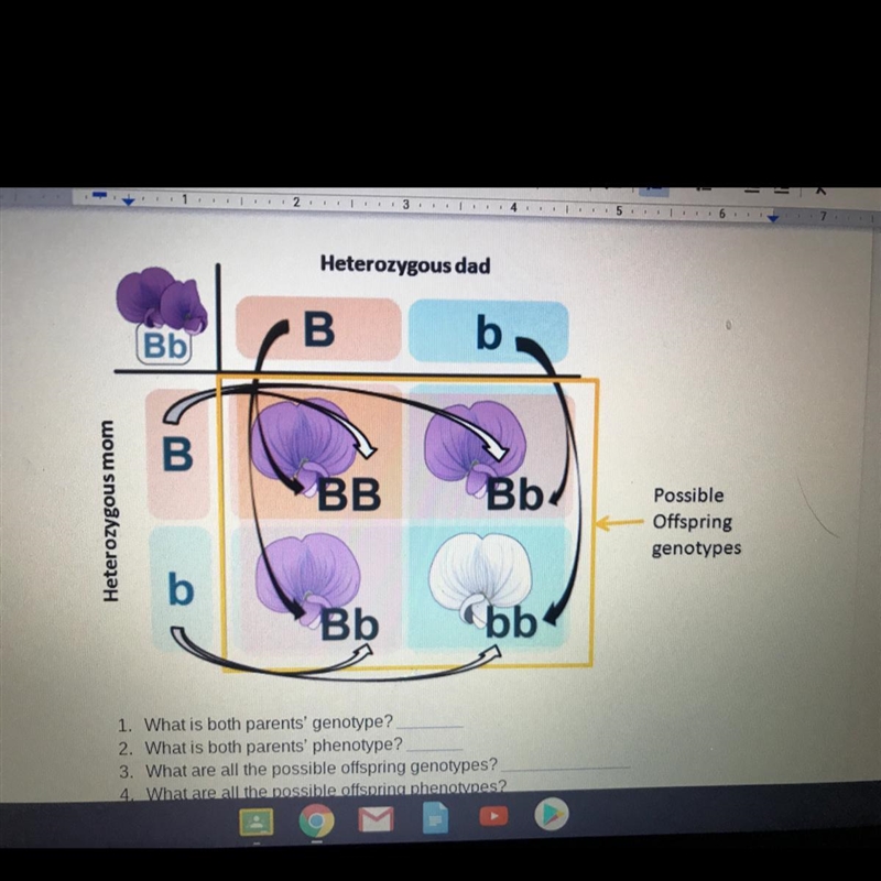 B b Bb Bb/ Heterozygous mom Possible Offspring genotypes 1. What is both parents' genotype-example-1