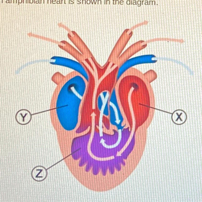 An amphibian heart is shown in the diagram. Which statement best describes the three-example-1