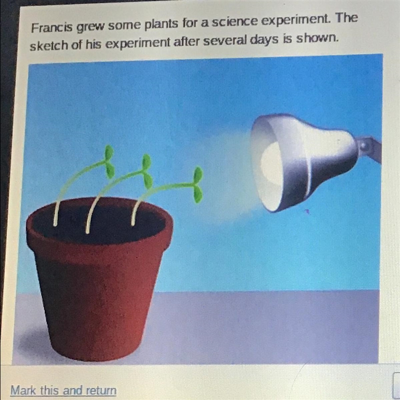 Which tropism is Francis most likely investigating? phototropism positive gravitropism-example-1