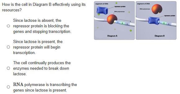 How is the cell in Diagram B effectively using its resources? Since lactose is absent-example-1