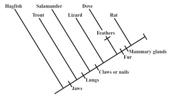 The diagram below, called a cladogram, shows a proposed evolutionary relationship-example-1