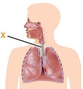 The picture represents the respiratory system. Which structure is represented by the-example-1