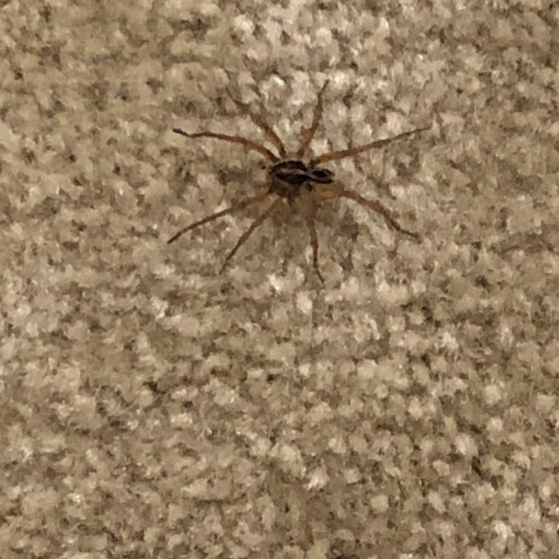 CAN SOMEBODY PLEASE TELL ME WHAT SPIDER THIS IS!!!!!-example-1