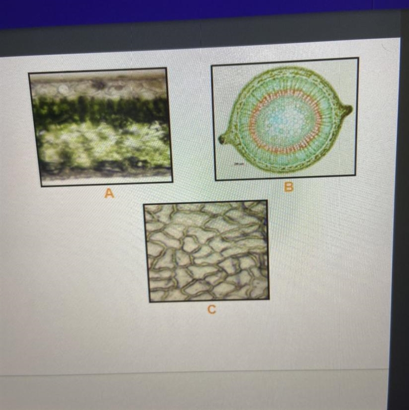 Identify the plant tissues in the three images A. ? B. ? C. ?-example-1