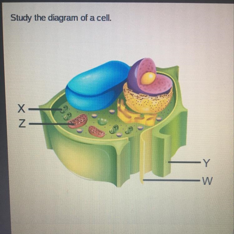 Study the diagram of a cell. Which structure is found only in plant cells and functions-example-1