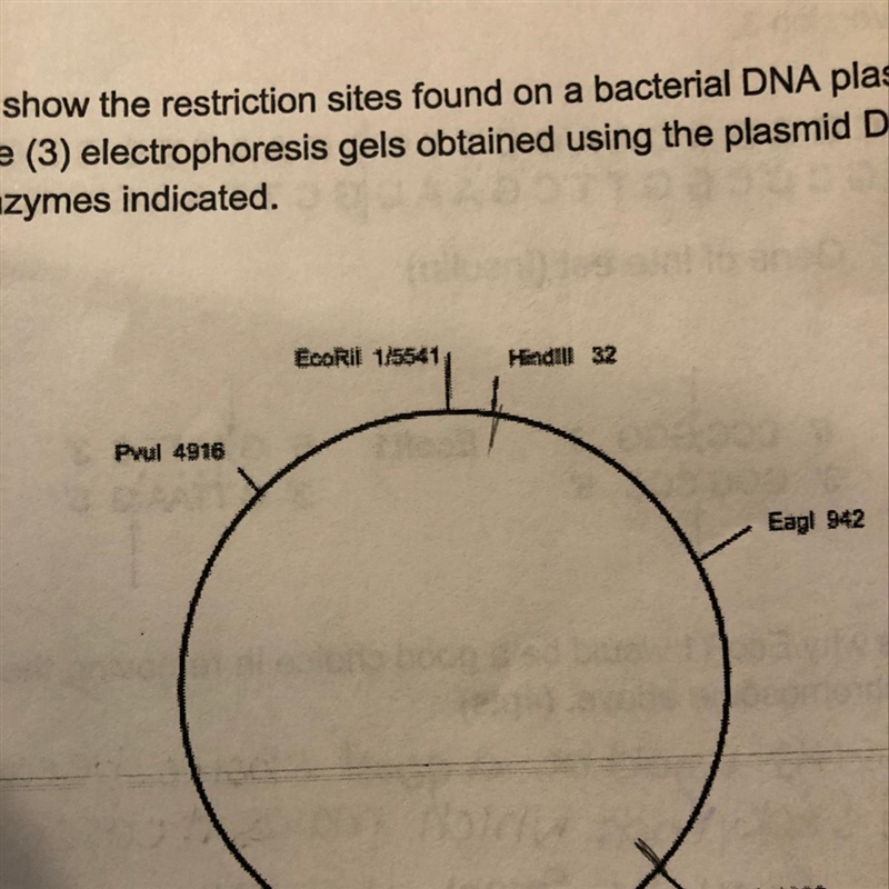 If one were to cut the plasmid DNA with Hindill, Apal, and Smal, how large is each-example-1