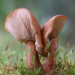 Identify the fungus type pictured below. The image shows a mushroom used often in-example-1