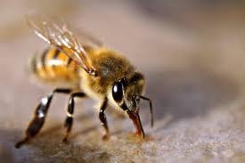 Is bee honey vegan? And/or what health benefits does it have?-example-1