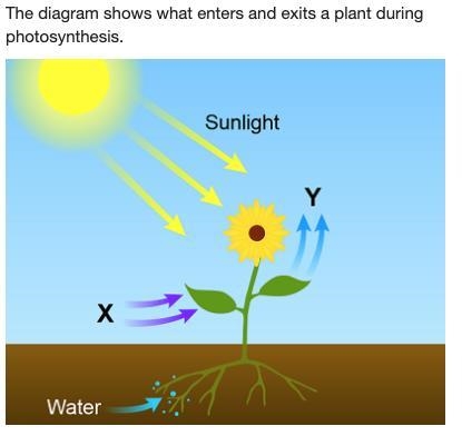 Which labels belong in the areas marked X and Y? 1) X: Glucose Y: Chlorophyll 2) X-example-1