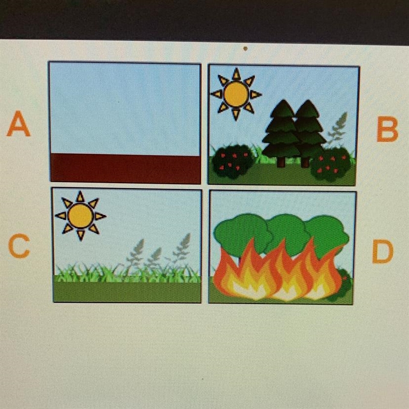 Put the images on the right, labeled A to D, in order of succession from first (1) to-example-1