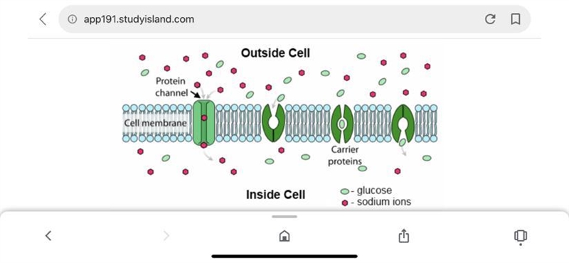 The following diagram is a model of the cell membrane. Though small, nonpolar molecules-example-1