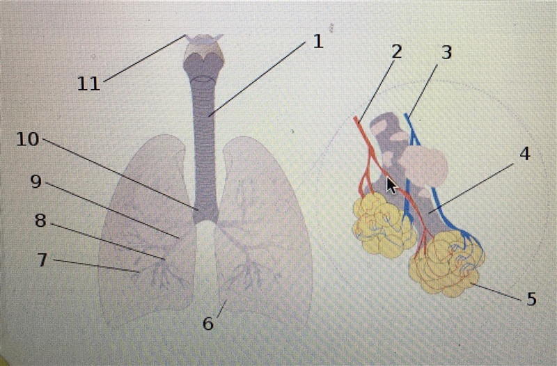 Identify the structures labeled in this image I put these as my answer 1. Trachea-example-1