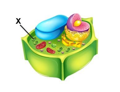 Examine the diagram of a cell. Which organelle is marked with an X? a. lysosome b-example-1