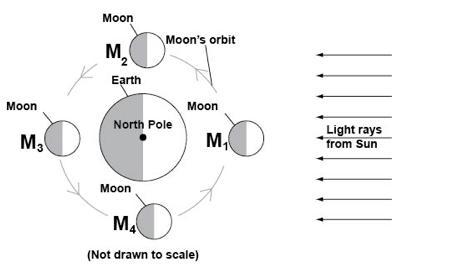 Which one of the moons in this picture shows the position during the new moon? A) M-example-1