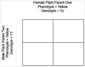 In pea plants, the gene for the color of the seed has two alleles. In the following-example-1