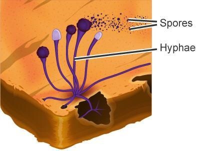 Which best describes what type of fungus this is? yeast, because its spores are produced-example-1