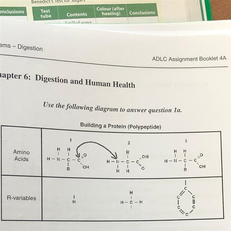 True or false a peptide bond can be formed between the 2 atoms that are indicated-example-1