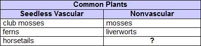 The chart lists some common types of plants. Which best completes the chart? sporophytes-example-1