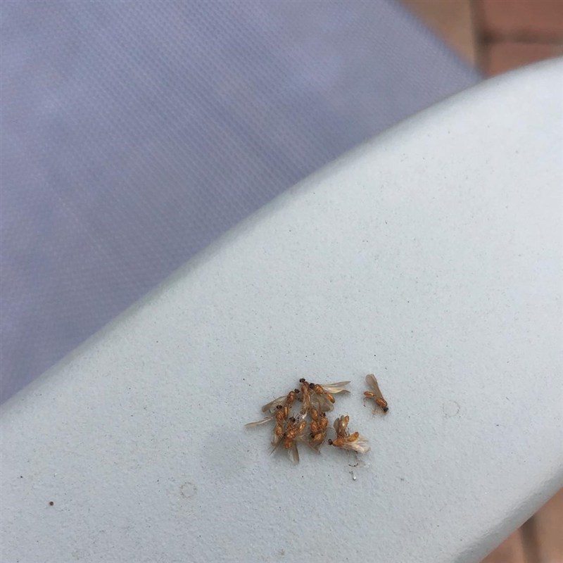 Does anyone know what these are ?? maybe ants ?? or termite swarmers ??-example-1