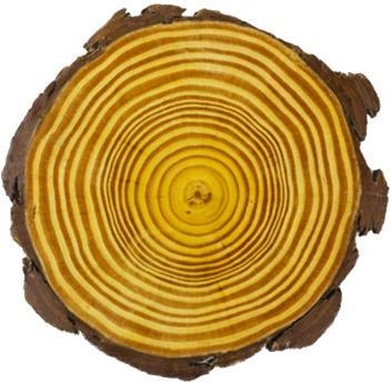 Why do you think there is a ring with a dark gap within the body of the wood?-example-1