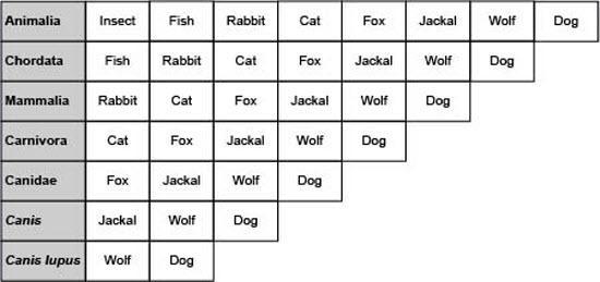 Based on the chart, how are insects and dogs related? A. They belong to the same kingdom-example-1