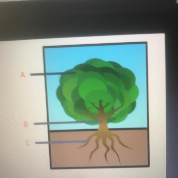 Identify the plant organs seen in the drawing. A B C-example-1