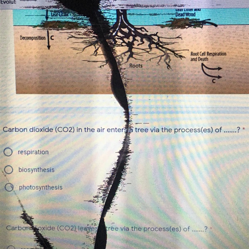 Carbon dioxide (CO2) in the air enters a tree via the process(es) of-example-1