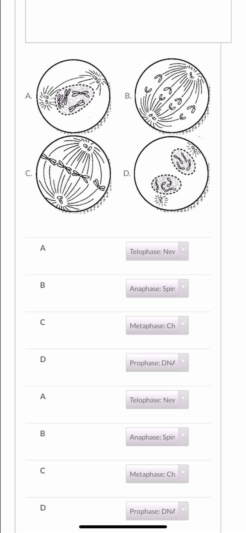 Can anybody say what phase each letter goes with? I am having a very hard time-example-1