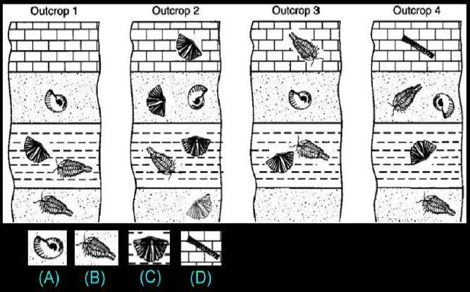 The diagram below shows four columns that represent rocks from different geographic-example-1