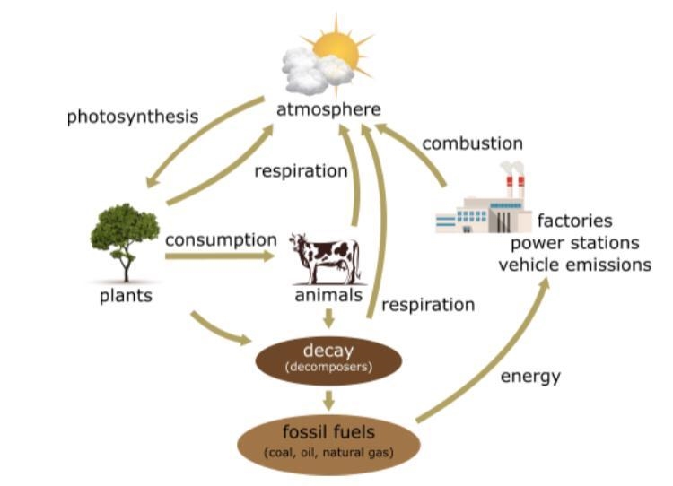 The diagram below shows the movement of carbon. Which statement best describes what-example-1